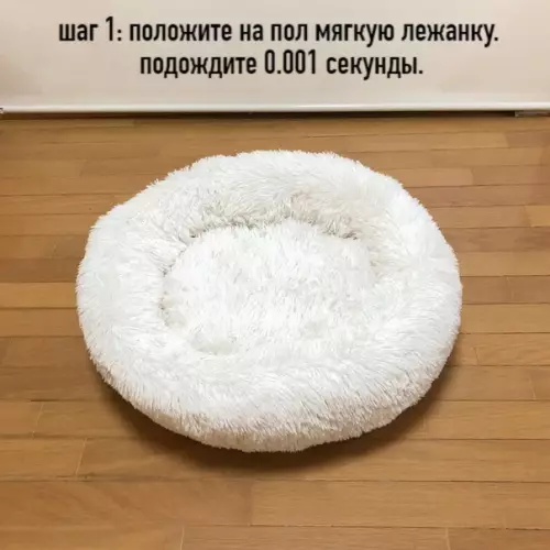 Смешная картинка №519235 Как завести котов. Инструкция.