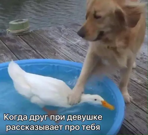 Смешная картинка №239892