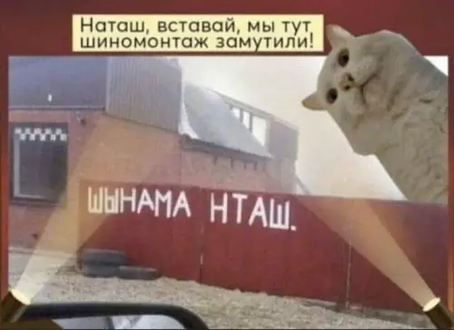 Смешная ситуация с котом и шиномонтажом