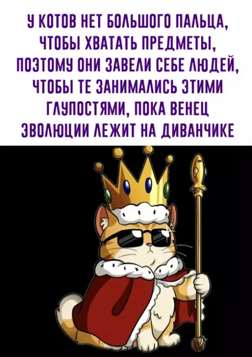 Смешная картинка №646495 коты