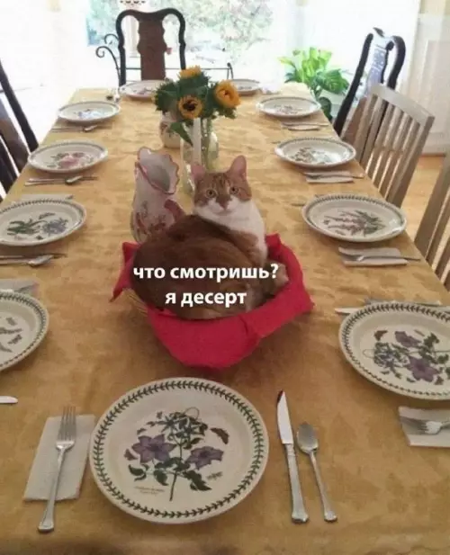 Смешная картинка №691739 коты