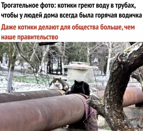 Смешная картинка №303388 Очень трогательно кошки, животные