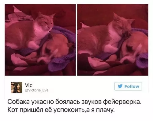 Смешная картинка №497256 Слишком мило