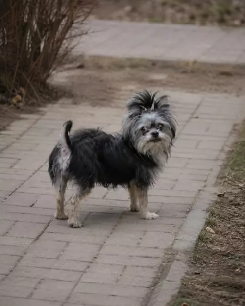 продолжение Нашли потеряшку! Срочно заберите 🐶😂 - КТО ПОТЕРЯЛ ЭТУ СОБАКУ??? ПРИХОДИТЕ ЗАБРАТЬ ЕЁ В ЛОББИ!!! Выглядит