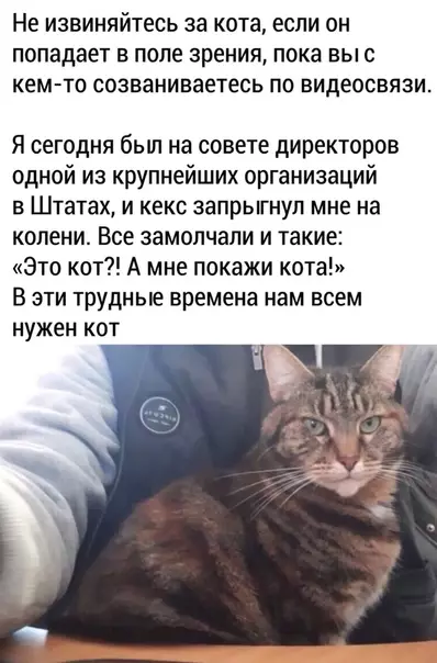 Смешная картинка №482510 Где бы взять кота?