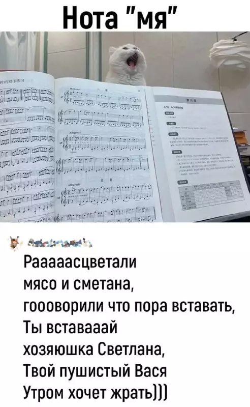 Смешная картинка №733026 А сейчас песня! Коты