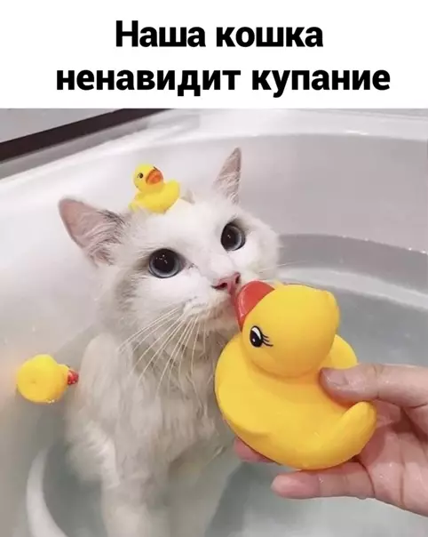 Смешная картинка №541030 :3
