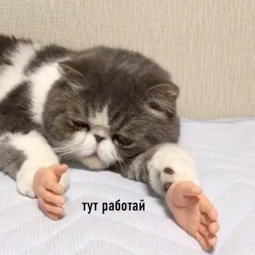 продолжение Смешная картинка №584297 Коротко о взрослой жизни: