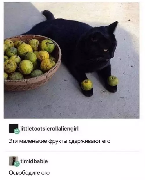 Смешная картинка №682570 Коты 