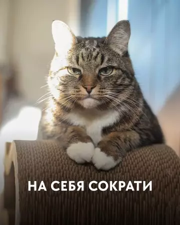 продолжение Смешная картинка №764056