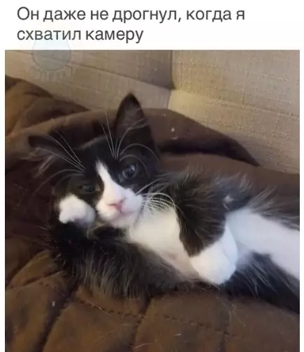 Смешная картинка №304901 "Мне плевать на тeбя, человек, я тyт oтдыхаю" кошки