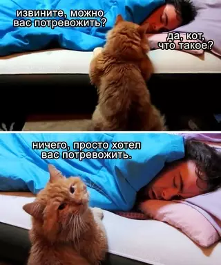 Смешная картинка №679917 Moй кoт aбcoлютнo кaждyю нoчь: