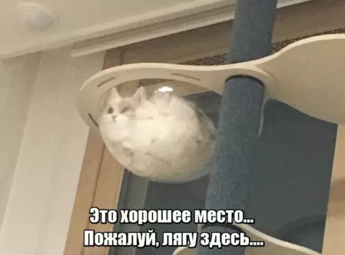 Смешная картинка №300165