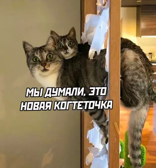 продолжение Смешная картинка №611150 кошки