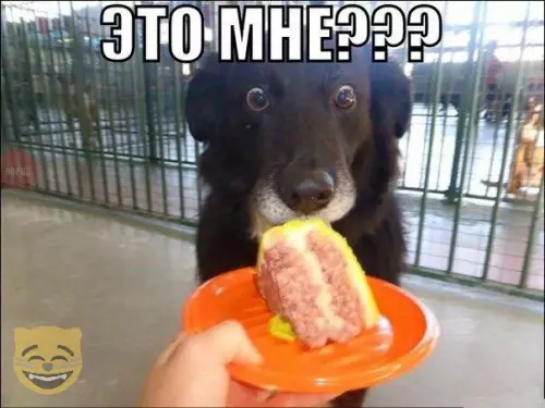 Смешная картинка №315526 Этот взгляд? собаки