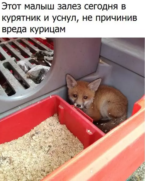 Смешная картинка №262779