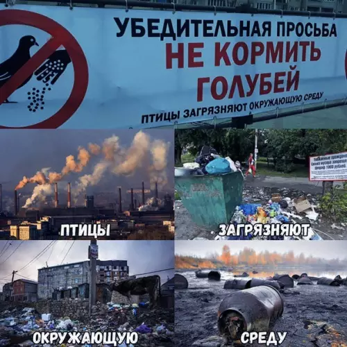 Смешная картинка №329837 Естественно, всему виной голуби!
