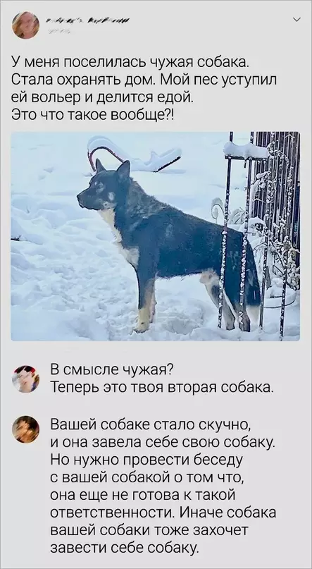 Смешная картинка №716018 Собаки