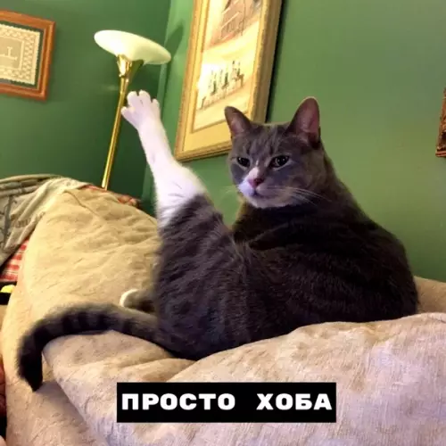 Смешная картинка №372332 Разновидности хоба хоба, мем