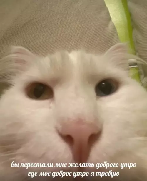Где моё доброе утро?! 😼 - вы перестали мне желать доброго утро где мое доброе утро
