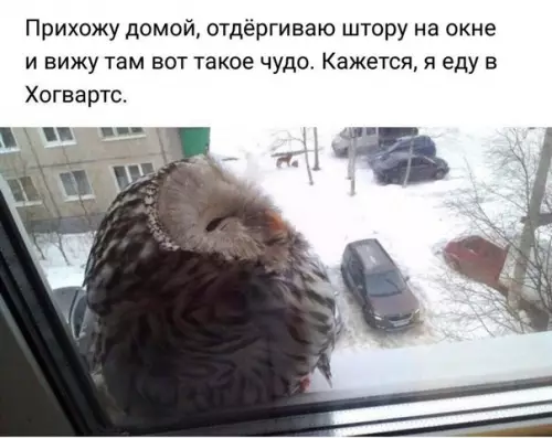 Смешная картинка №222726