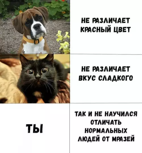 Смешная картинка №247347