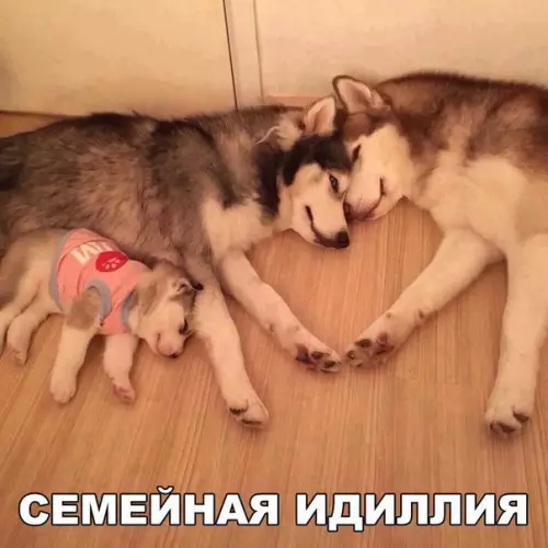 Смешная картинка №218009