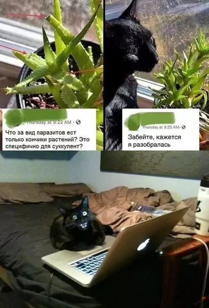 Смешная картинка №579810 Ох уж эти паразиты пушистые
