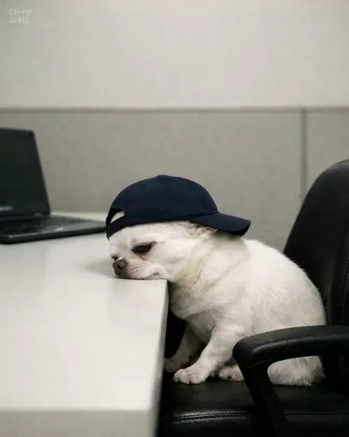 Смешной щенок на работе