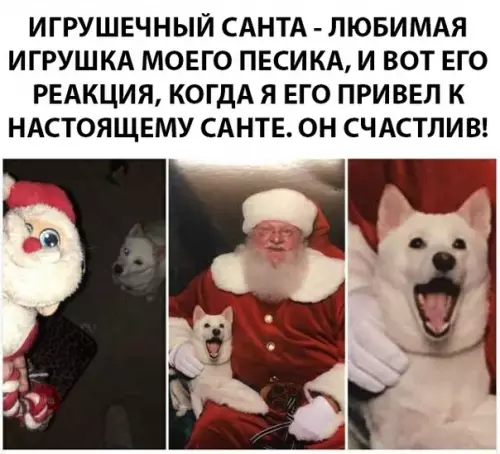 Смешная картинка №294389 собаки