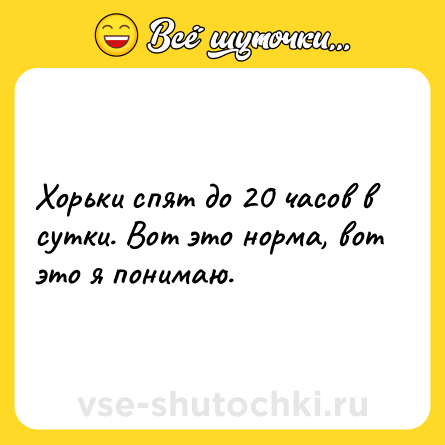 Шутка: Хорьки спят до 20 часов в сутки. Вот это норма, вот это я понимаю.