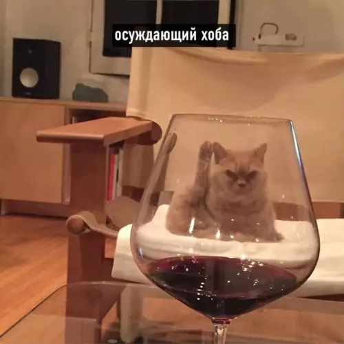 продолжение Смешная картинка №566203 Виды хоба: Кошки