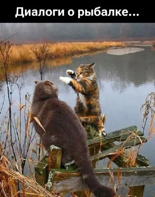 Разговор по душам на берегу 🎣🐱 - Диалоги о рыбалке...