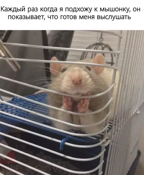 Смешная картинка №529298