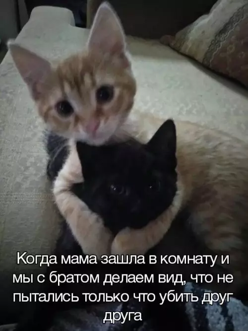 Смешная картинка №690525