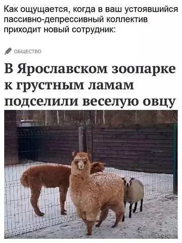 Смешная картинка №736163 Спасибо  Работа