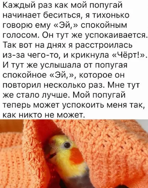 Смешная картинка №678189 Животные