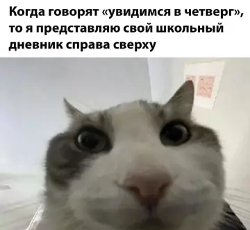 Кот и четвертый час