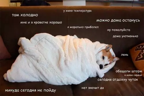 Смешная картинка №225828 Настроение: