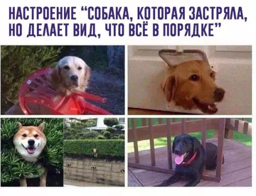 Смешная картинка №243480