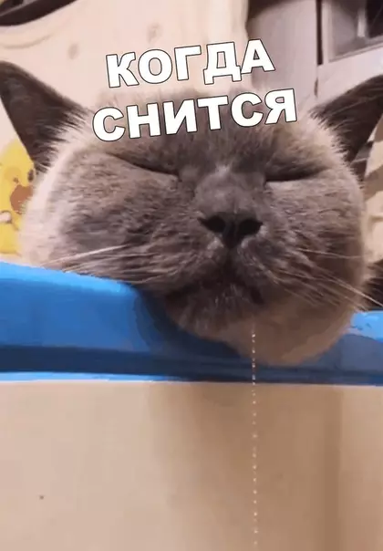 Смешная картинка №403247 Наверное, колбаска снится Коты