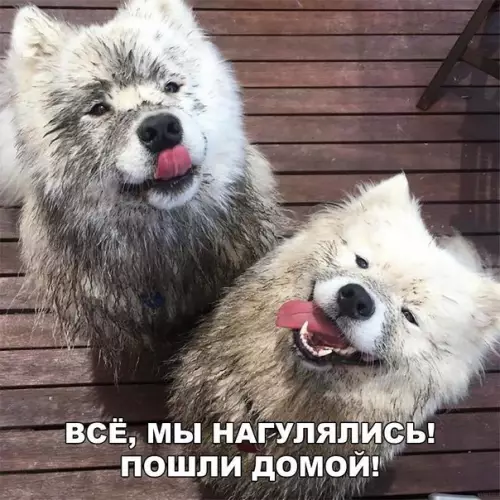 Смешная картинка №275247 собаки
