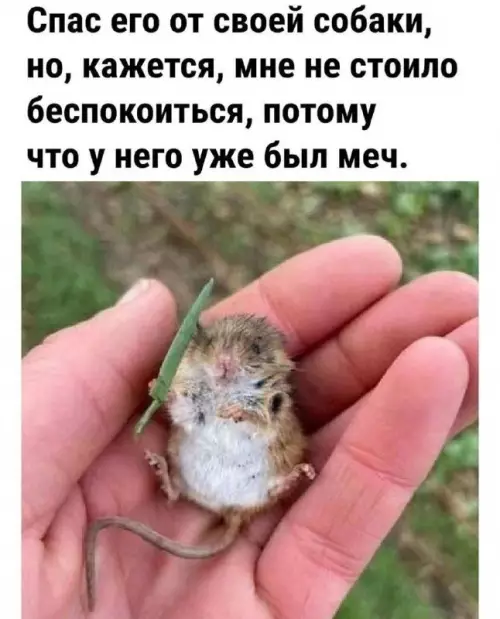 Смешная картинка №730897 Кто ты воин? Животные