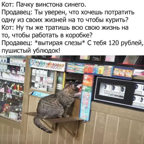 Смешная картинка №279748 кот, жизнь