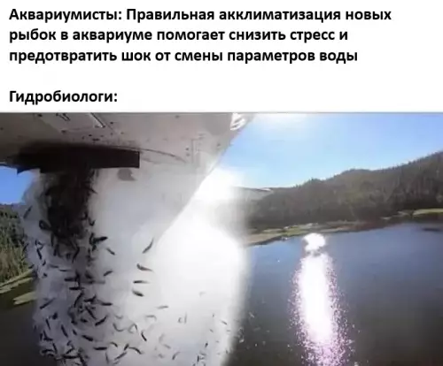 Как на самом деле выпускают рыбку в озеро 😂 - Аквариумисты: Правильная акклиматизация новых рыбок в аквариуме помогает снизить стресс