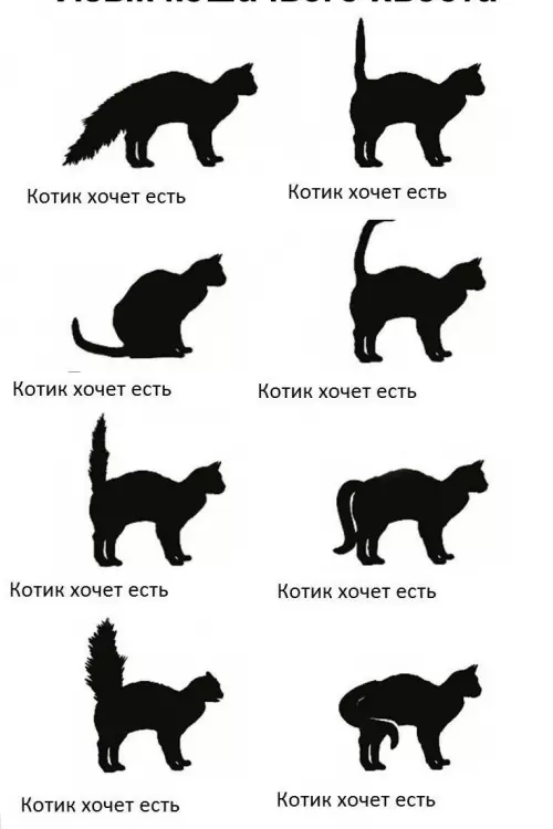 Когда голод сильнее всех законов физики! 🐱😂 - Котик хочет есть