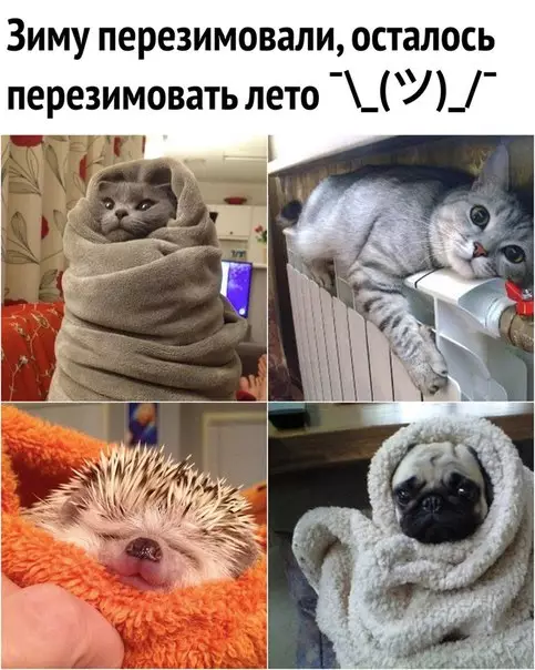 Смешная картинка №278935 лето