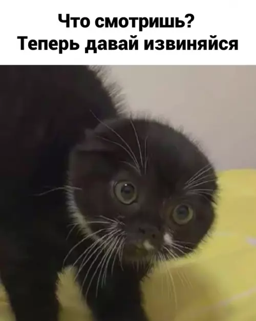 продолжение Смешная картинка №656836
