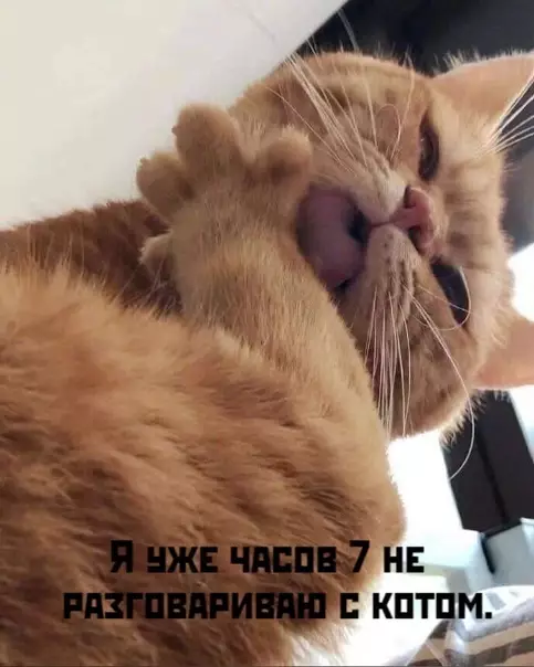 Смешная картинка №552078 Koты caмодостаточны. Коты