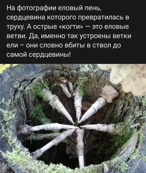 Смешная картинка №690038